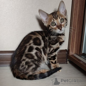 Photo №2 to announcement № 96928 for the sale of bengal cat - buy in Finland 