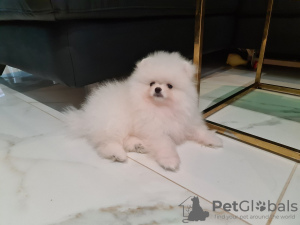 Photo №2 to announcement № 63282 for the sale of pomeranian - buy in Czech Republic breeder