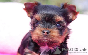Photo №1. yorkshire terrier - for sale in the city of Troisdorf | 317$ | Announcement № 97272