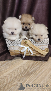 Photo №3. Pomeranian puppies from 30000 thousand. Russian Federation