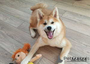 Photo №1. akita - for sale in the city of Tambov | negotiated | Announcement № 7771
