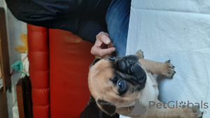 Photo №3. French bulldog puppies. Belarus