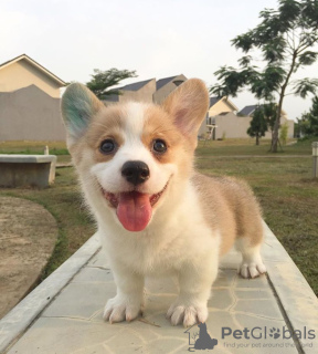 Photo №2 to announcement № 127284 for the sale of welsh corgi - buy in Germany 