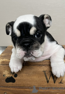 Photo №2 to announcement № 121035 for the sale of english bulldog - buy in United States private announcement