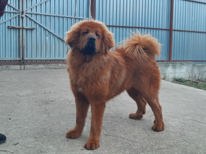 Photo №2 to announcement № 3837 for the sale of tibetan mastiff - buy in Russian Federation from nursery