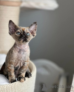 Photo №1. devon rex - for sale in the city of Munich | negotiated | Announcement № 144519