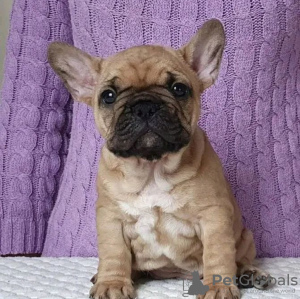 Additional photos: french bulldog puppy