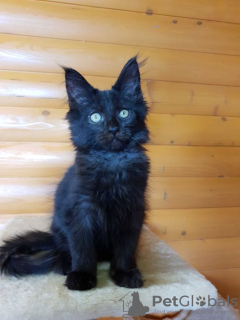 Photo №1. maine coon - for sale in the city of Kharkov | 550$ | Announcement № 13985