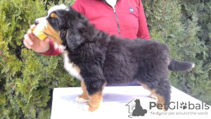 Photo №1. bernese mountain dog - for sale in the city of Валево | 634$ | Announcement № 96148