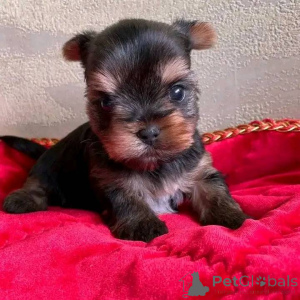 Photo №2 to announcement № 138789 for the sale of  - buy in United States 