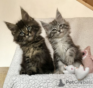 Photo №3. Norwegian Forest Cat. Germany