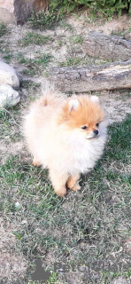 Photo №1. pomeranian - for sale in the city of Vilnius | 1329$ | Announcement № 18787