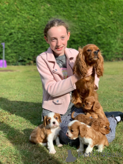 Photo №2 to announcement № 178532 for the sale of cavalier king charles spaniel - buy in Austria private announcement, breeder