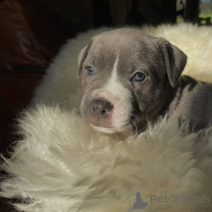 Photo №3. Champion Bloodline Staffy Puppies Blue & Brindle Staffordshire Bull Terriers. Czech Republic