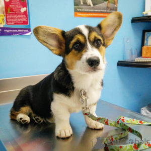 Photo №1. welsh corgi - for sale in the city of Dalum | 1032$ | Announcement № 167523