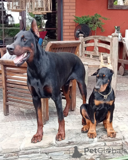 Photo №2 to announcement № 149008 for the sale of dobermann - buy in Germany private announcement