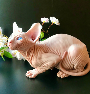 Photo №2 to announcement № 5081 for the sale of sphynx-katze - buy in Ukraine from nursery, breeder