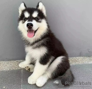 Photo №1. siberian husky - for sale in the city of Tampere | Is free | Announcement № 83816