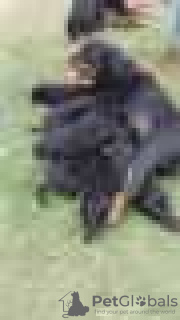 Photo №2 to announcement № 128433 for the sale of rottweiler - buy in Germany breeder