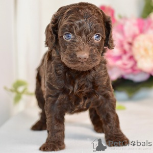 Photo №1. american cocker spaniel - for sale in the city of Amstetten | 376$ | Announcement № 151400