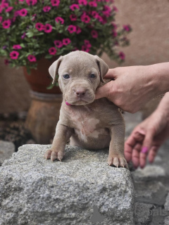 Photo №3. American Bully XL puppies for sale. Serbia
