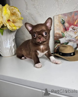Photo №2 to announcement № 167360 for the sale of chihuahua - buy in Poland 