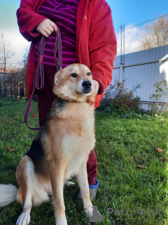 Photo №1. non-pedigree dogs - for sale in the city of St. Petersburg | Is free | Announcement № 59928