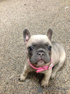 Photo №2 to announcement № 64324 for the sale of french bulldog - buy in Germany private announcement
