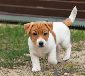 Photo №1. jack russell terrier - for sale in the city of Palma | negotiated | Announcement № 169892