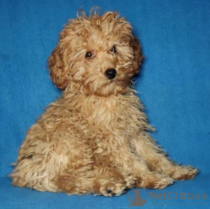 Photo №1. poodle (toy) - for sale in the city of Minsk | negotiated | Announcement № 42281