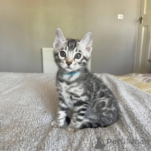 Photo №2 to announcement № 153220 for the sale of bengal cat - buy in Sweden private announcement