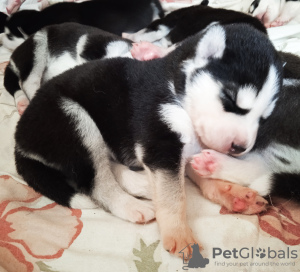 Photo №1. siberian husky - for sale in the city of Riga | 1057$ | Announcement № 106942