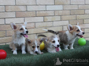 Additional photos: Welsh Corgi Pembroke puppies