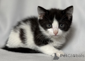 Photo №3. Kittens are looking for a house.. Russian Federation