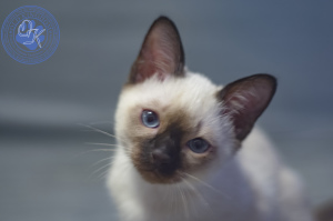 Photo №2 to announcement № 5546 for the sale of thai cat - buy in Russian Federation from nursery, breeder