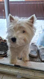 Photo №3. Adot a westie today. United States