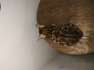 Photo №1. bengal cat - for sale in the city of Minsk | 151$ | Announcement № 44038