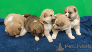 Photo №2 to announcement № 108157 for the sale of akita - buy in Serbia 