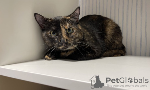 Additional photos: Tortoiseshell cat Cinnamon is looking for a home and a loving family!