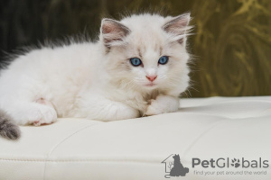 Photo №1. ragdoll - for sale in the city of Brussels | 1321$ | Announcement № 68177