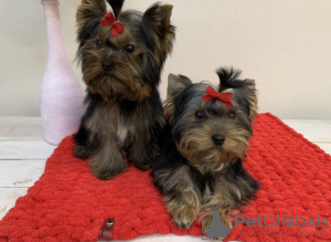 Photo №4. I will sell yorkshire terrier in the city of Kiev. from nursery - price - 1000$