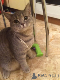 Photo №4. I will sell british shorthair in the city of Москва. private announcement - price - 7$