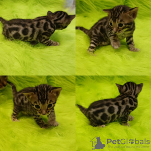 Photo №1. bengal cat - for sale in the city of Baranovichi | 377$ | Announcement № 36940