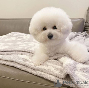 Photo №1. bichon frise - for sale in the city of Arkansas City | negotiated | Announcement № 99312