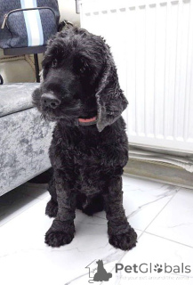 Photo №4. I will sell english cocker spaniel in the city of Moscow river. private announcement - price - Is free