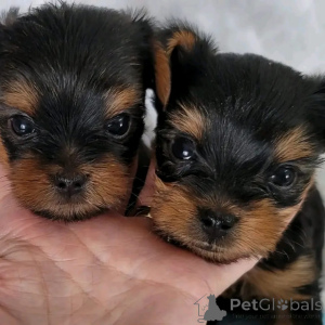 Photo №3. Prachtige Yorkshire Terrier (Yorkie) pups met stamboom perfecte. Belgium