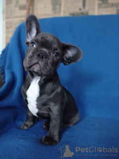 Photo №4. I will sell french bulldog in the city of Nikopol. breeder - price - 500$