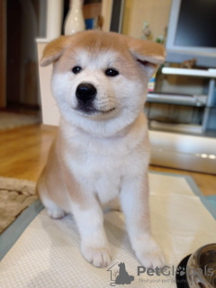 Additional photos: I will sell a girl of breed Akita-Ina