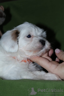 Photo №3. Havanese puppies. Russian Federation