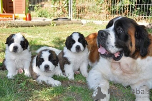 Photo №4. I will sell st. bernard in the city of Warsaw. private announcement, from nursery, from the shelter, breeder - price - negotiated